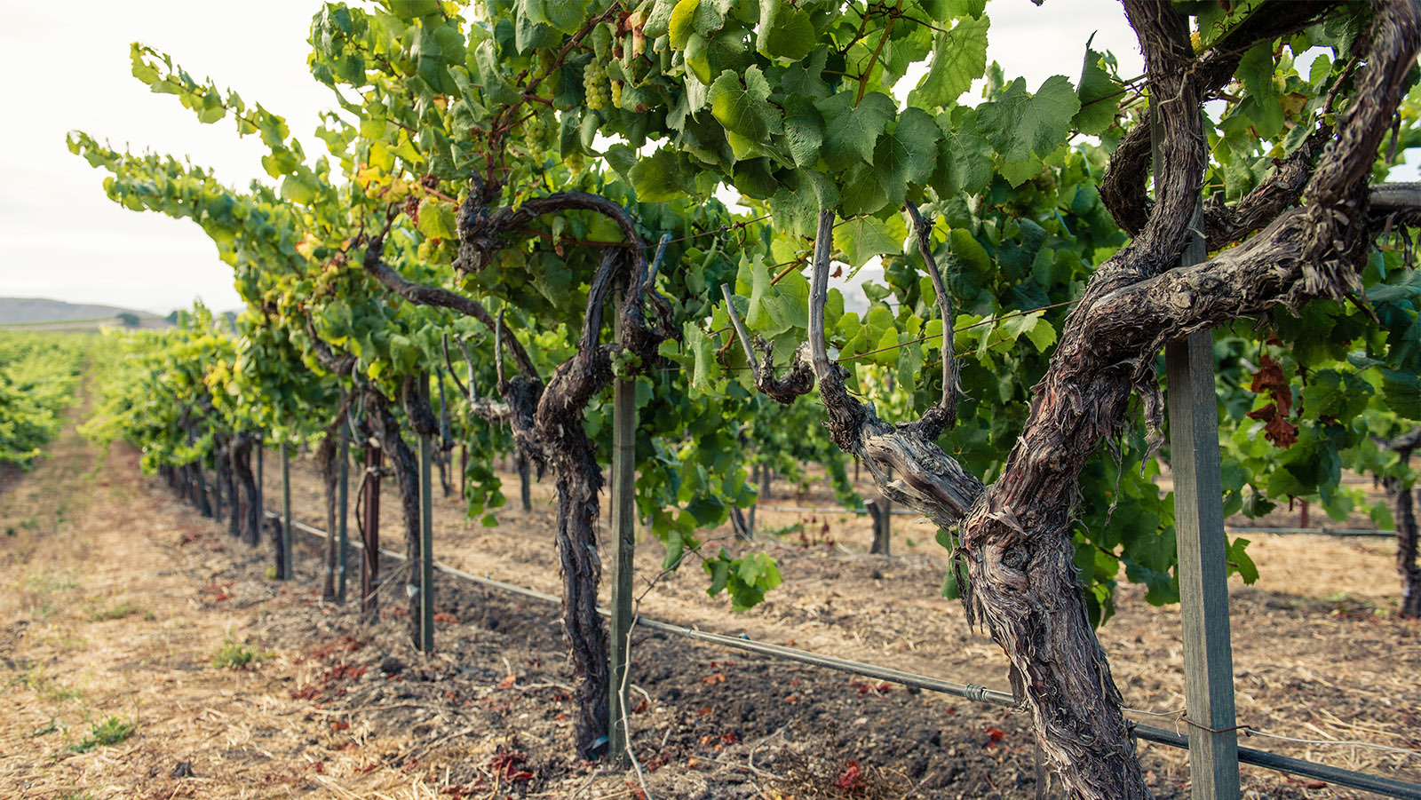 Bilde fra vingården Tyler Winery i California